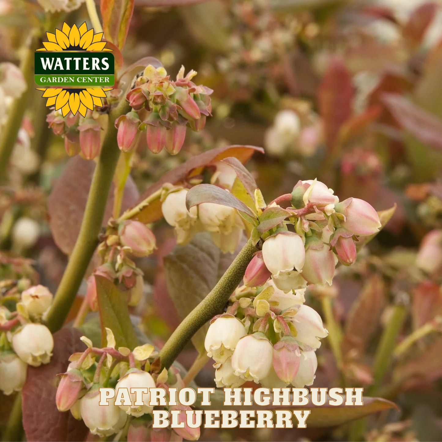 Patriot Highbush Blueberry - 1 gal 10"