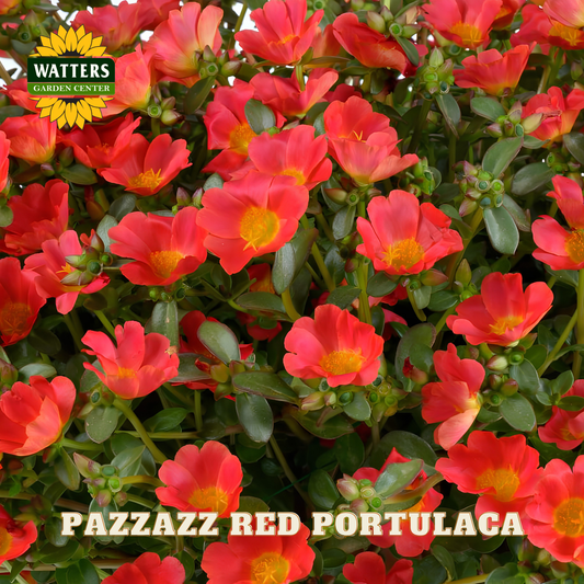 Pazzazz Red Portulaca flowers with Watters Garden Center logo