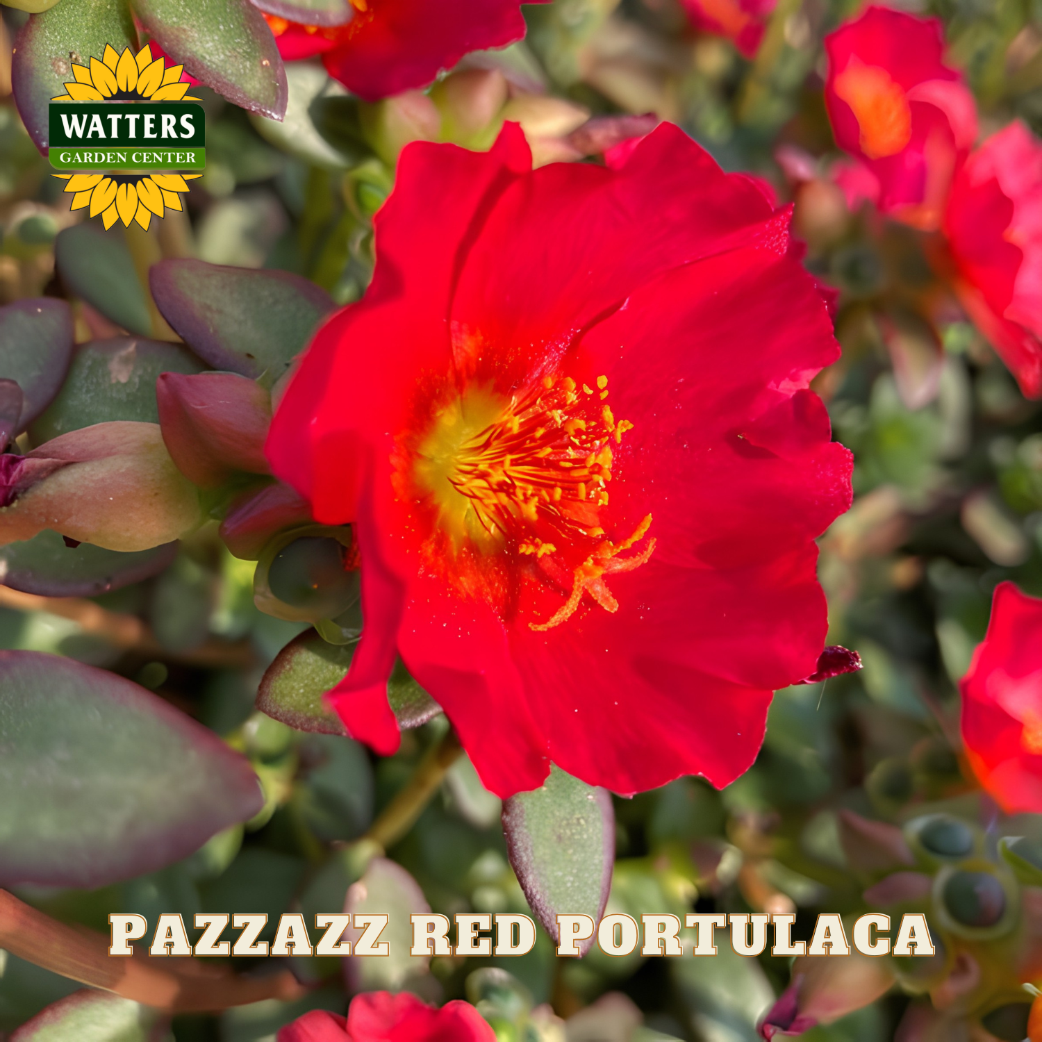 Red portulaca flower with Watters Garden Center logo in the corner