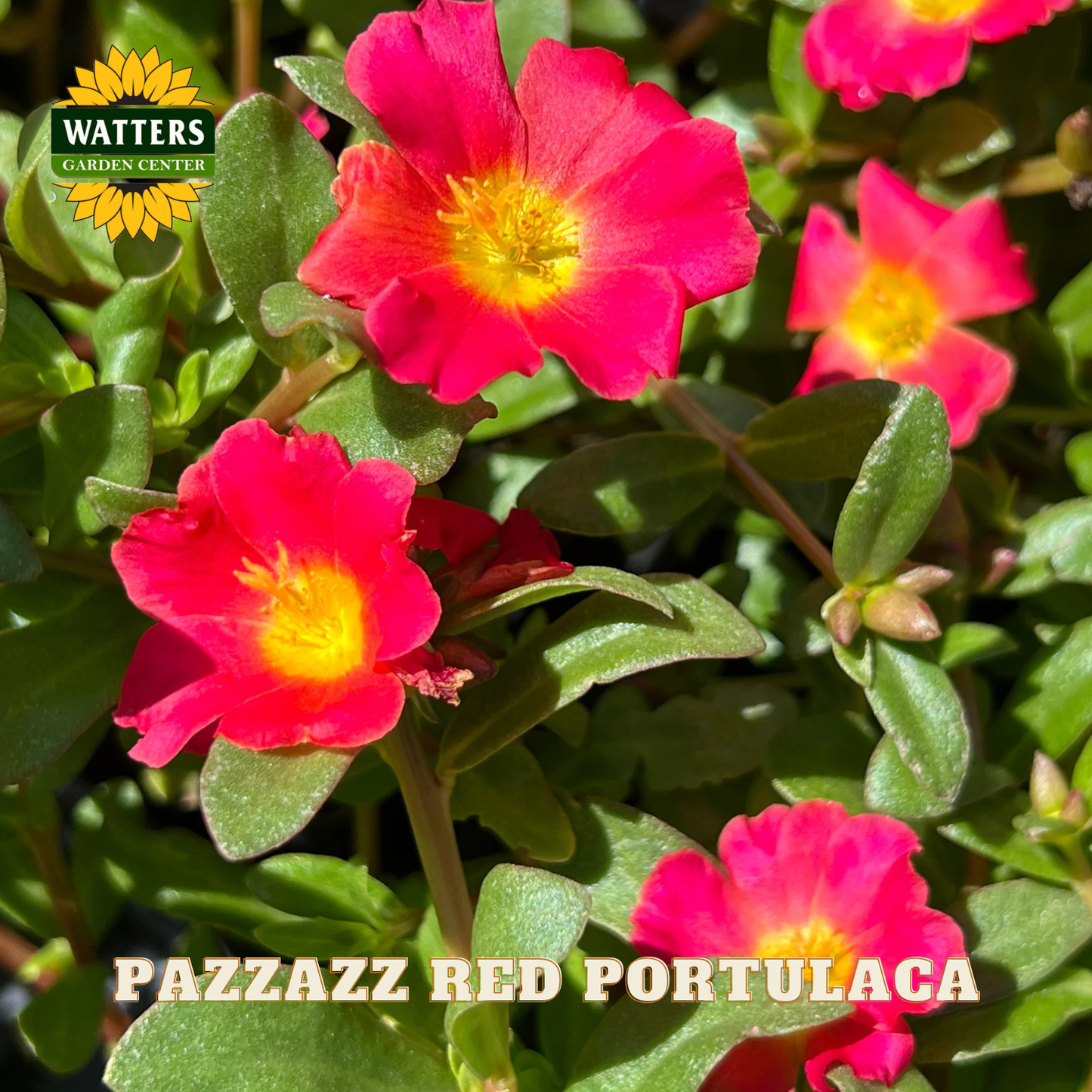 Close-up of red portulaca flowers with Watters Garden Center branding.