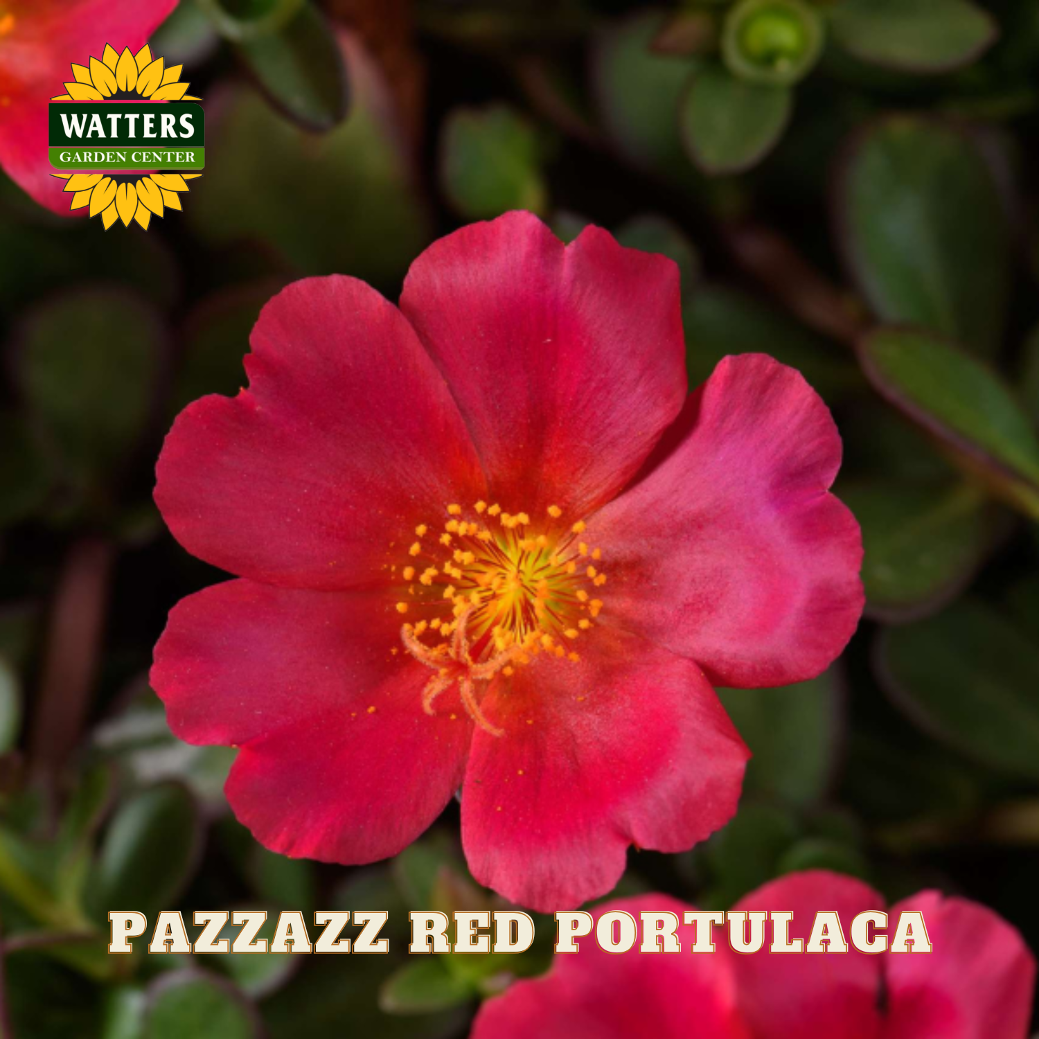 Pazzazz Red Portulaca flower with Watters Garden Center logo