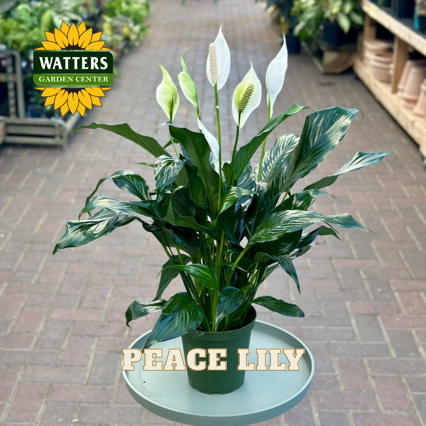 Potted peace lily plant on a small round table with Watters Garden Center logo in the background.