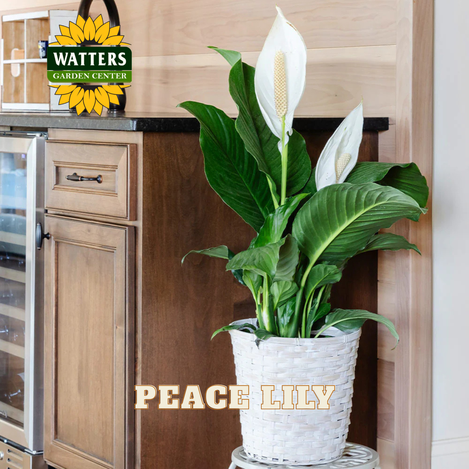 Peace lily plant in a white pot on a kitchen counter with Watters Garden Center logo.