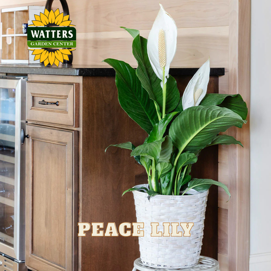 Peace lily plant in a white pot on a kitchen counter with Watters Garden Center logo.