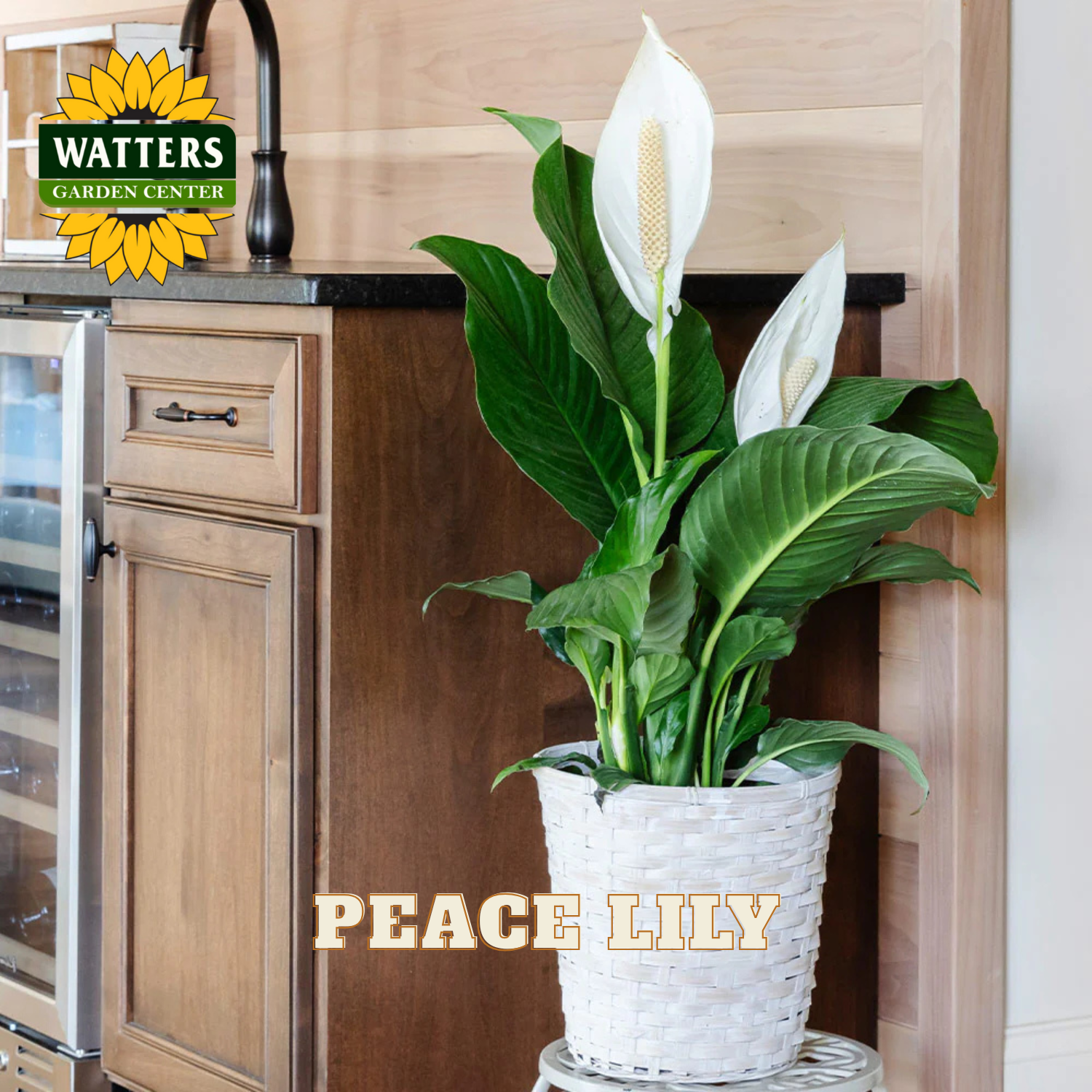 Peace lily plant in a kitchen setting with Watters Garden Center branding.