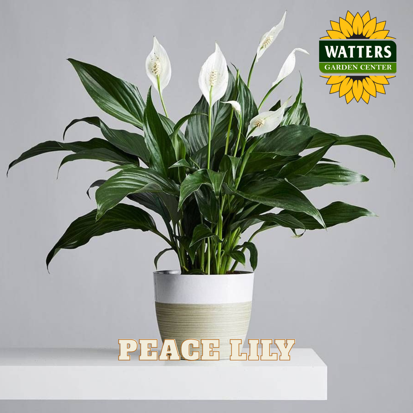 Peace Lily plant in a white pot with a white background and table.