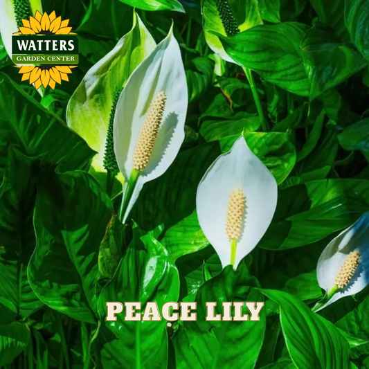 Peace lily plant with green leaves and white flowers, featuring Watters Garden Center logo.