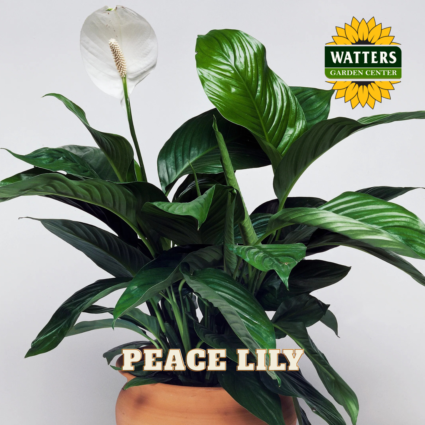 Potted peace lily plant with Watters Garden Center logo in the corner