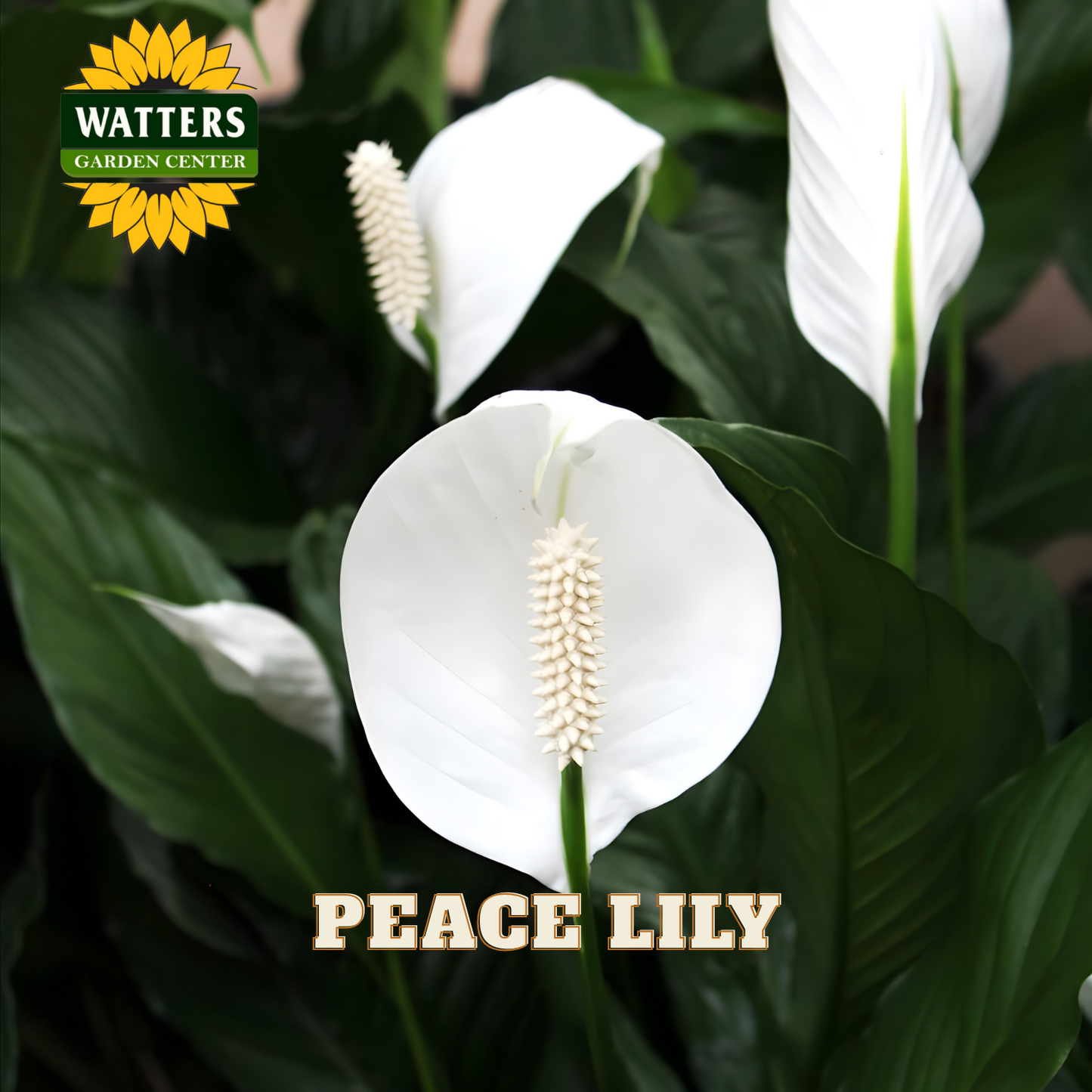 Peace lily plant with green leaves and white flowers, branded with Watters Garden Center.