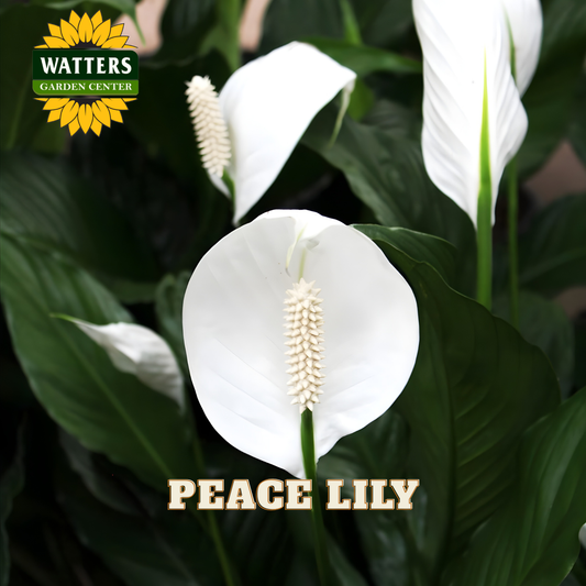 Peace lily plant with green leaves and white flowers, branded with Watters Garden Center.
