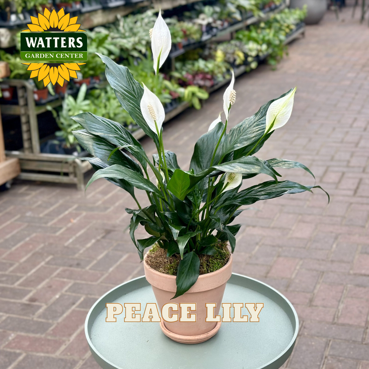 Peace lily plant with bright green leaves and white flowers place in a terra cotta pot on a green table in an outdoor garden setting.