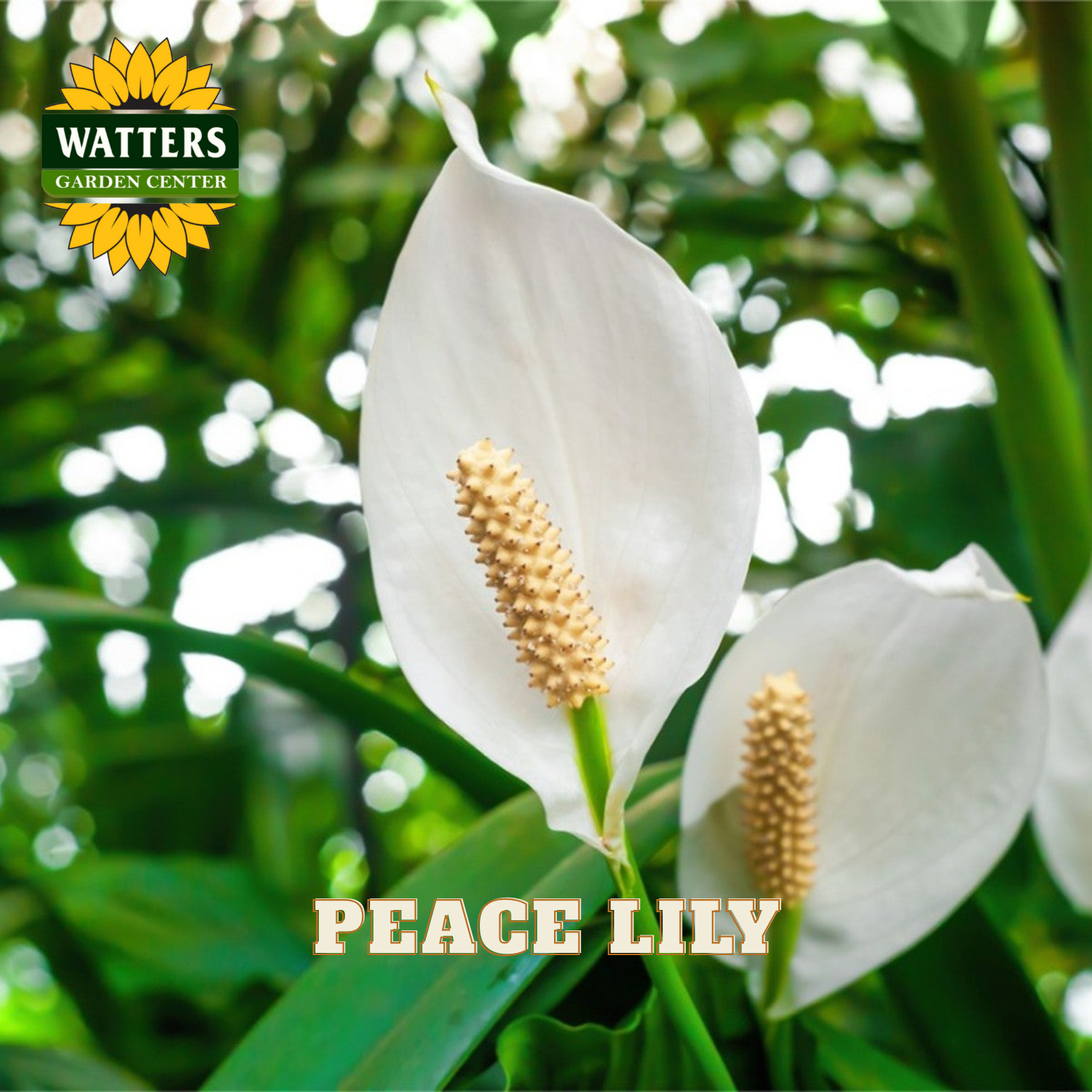 Peace lily flower with green leaves and Watters Garden Center logo.