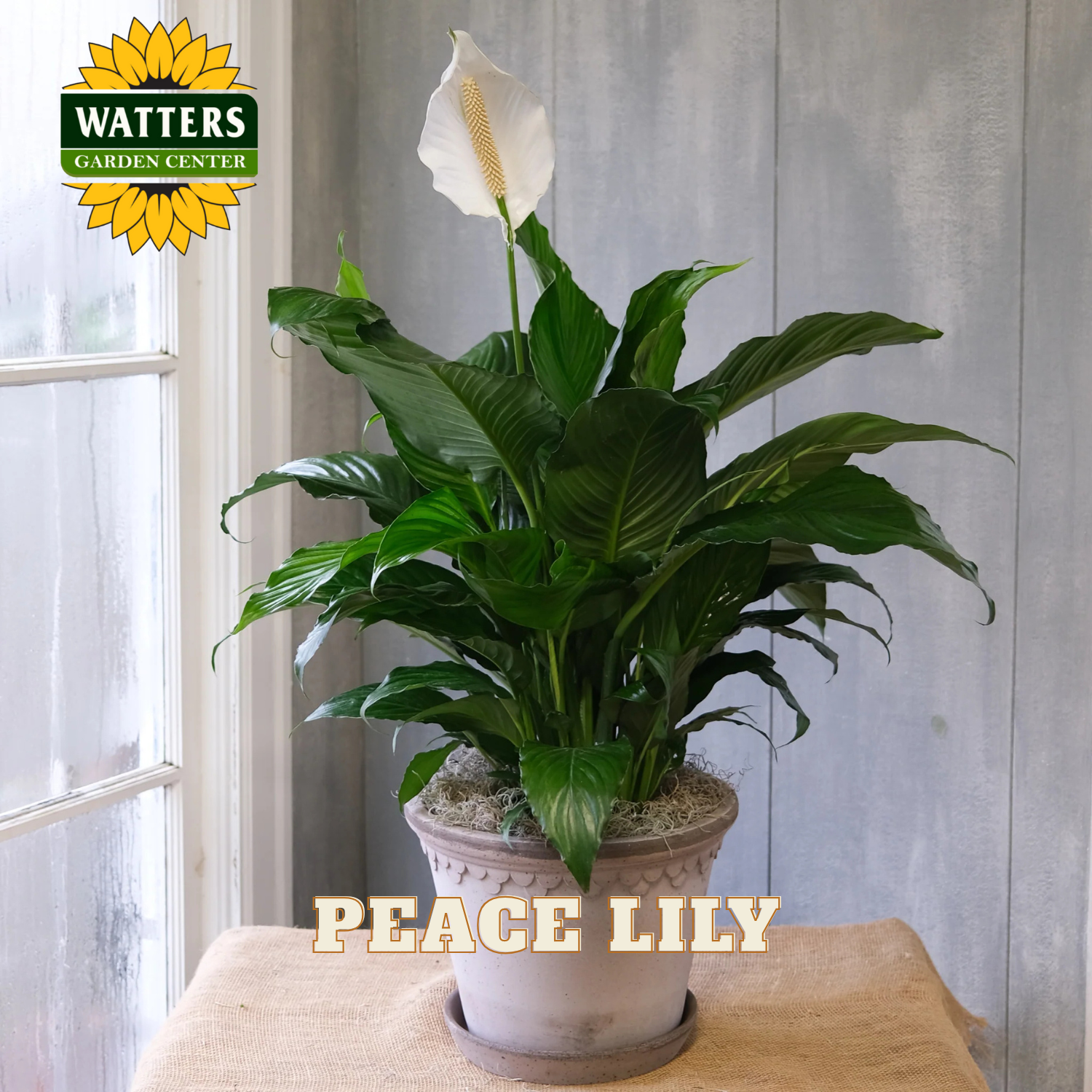 Potted peace lily plant on a windowsill with Watters Garden Center branding.
