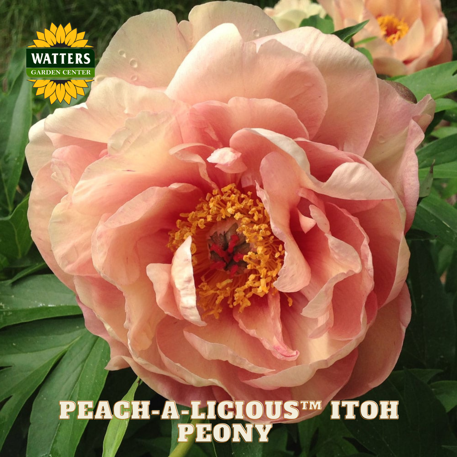 Close-up of a peach-colored peony flower with green leaves and Watters Garden Center branding.