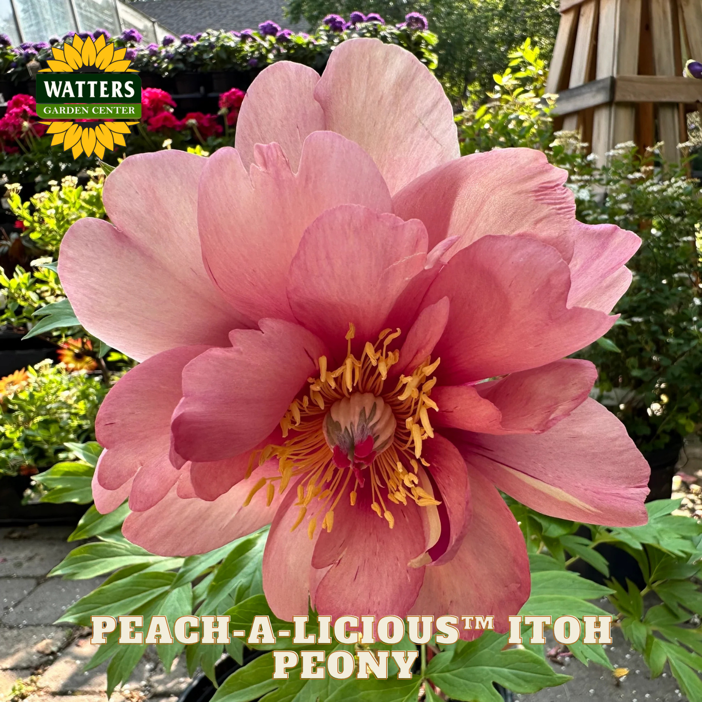Pink peony flower with 'Watters Garden Center' logo in the background