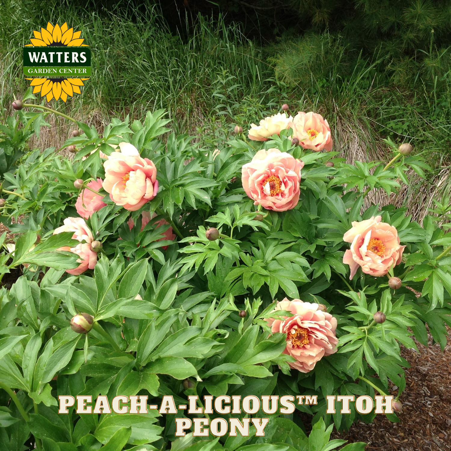 Peach-colored Itoh peony flowers with green leaves in a garden setting, branded with Watters Garden Center.