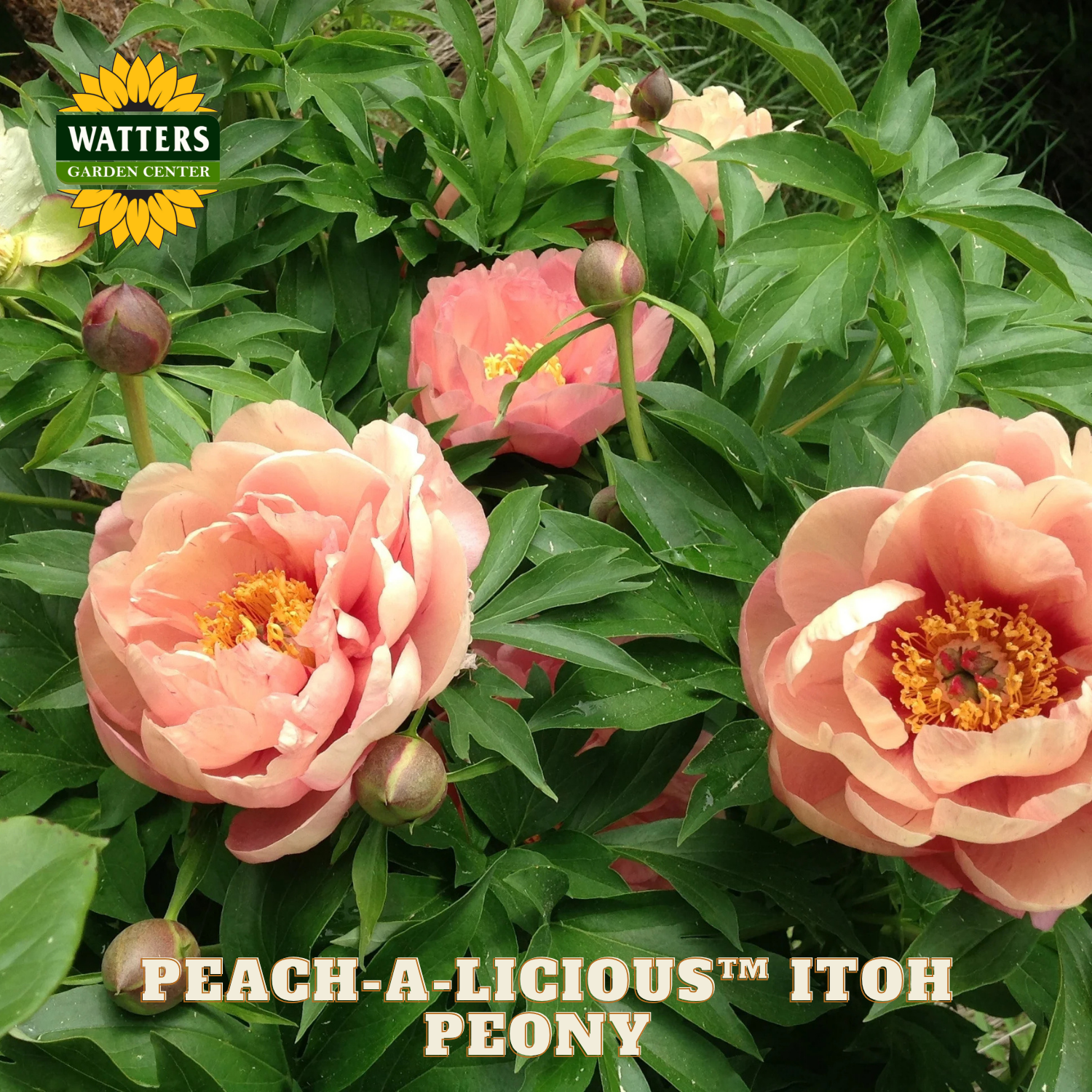 Peach-colored Itoh peony flowers with green leaves and Watters Garden Center branding.