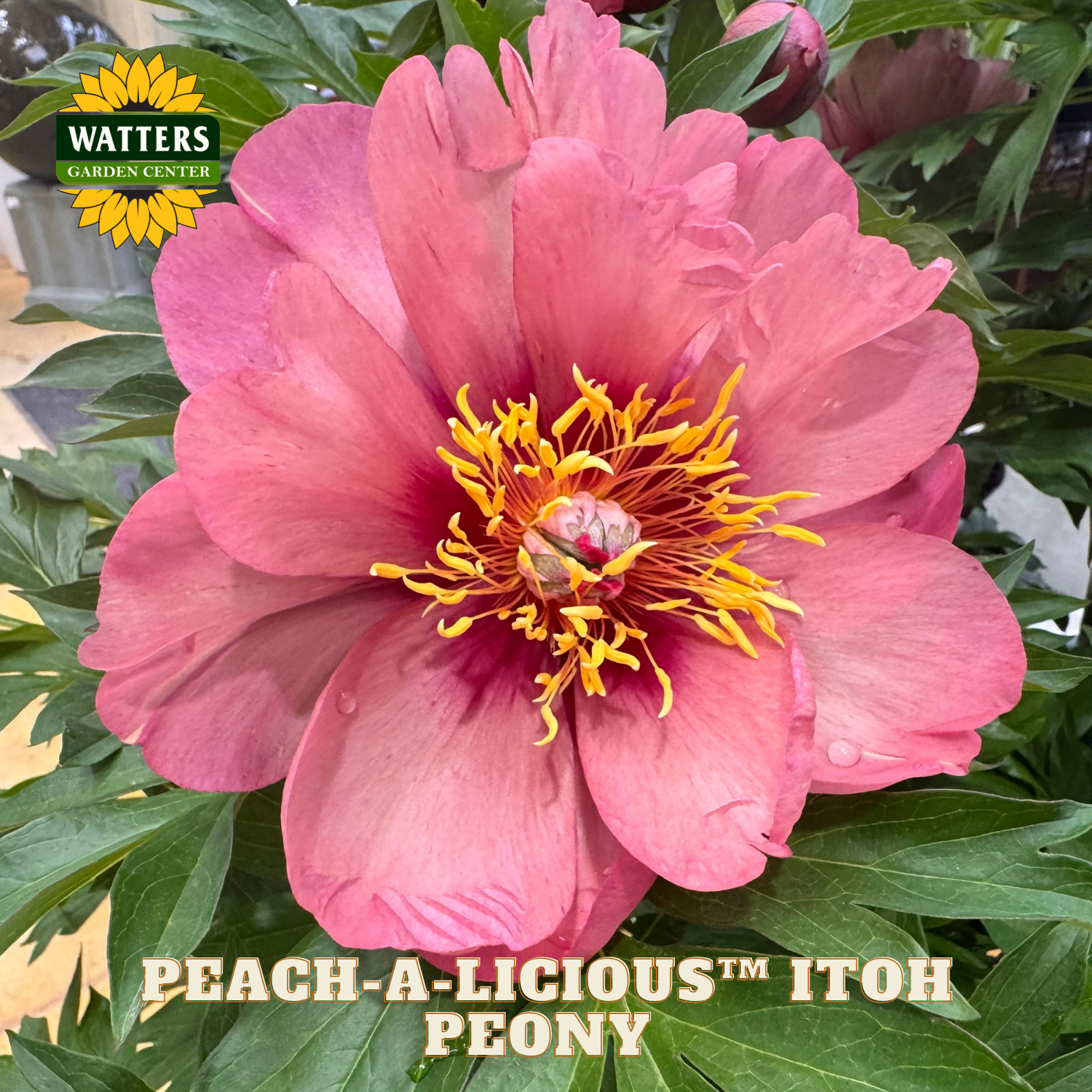 Pink peony flower with green leaves and Watters Garden Center logo.