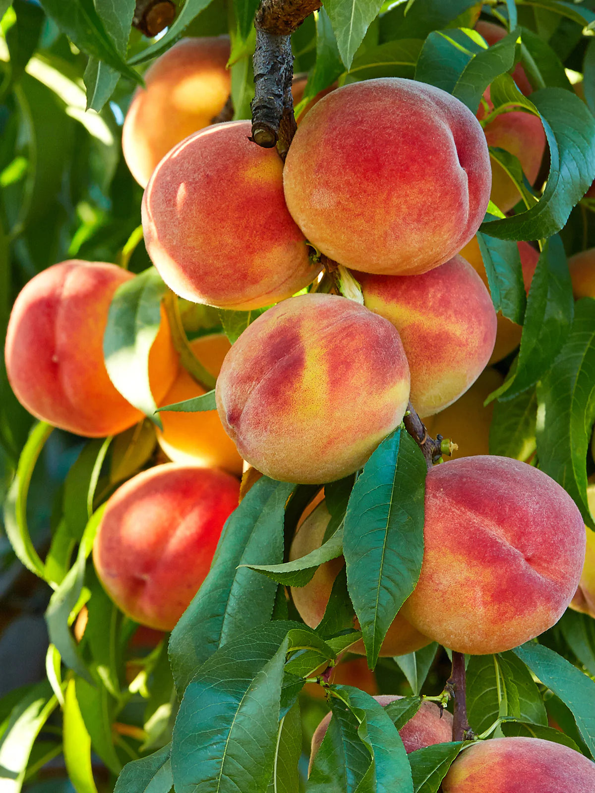 LORING PEACH SEMI DWRAF 5gal