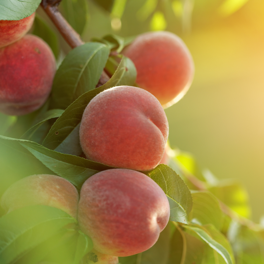 Red Haven Peach – Landscape-Ready Fruit Tree