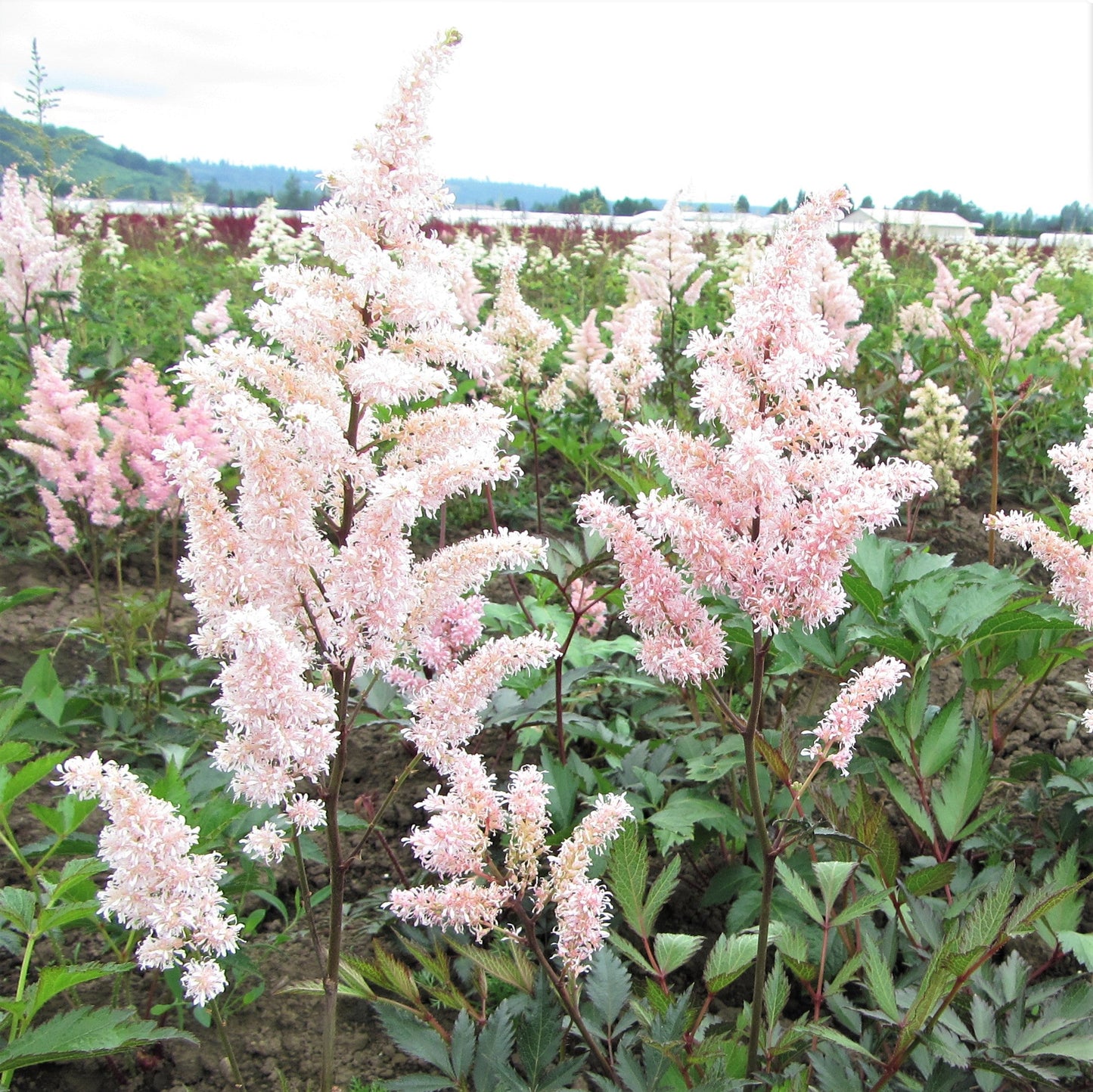 Astilbe - Cotton Candy Collection