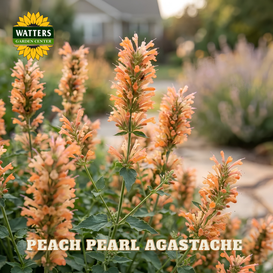 Peach pearl agastache flowers with Watters Garden Center logo in the corner.