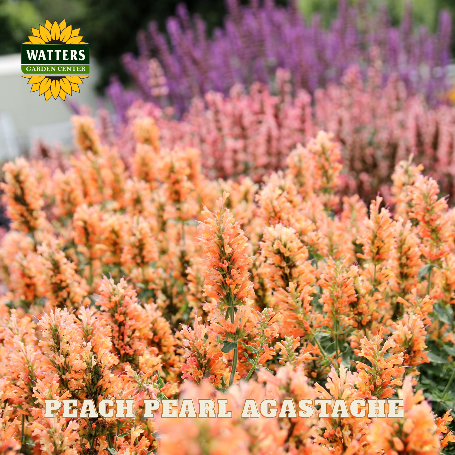 Peach pearl agastache flowers with Watters Garden Center logo in the corner.
