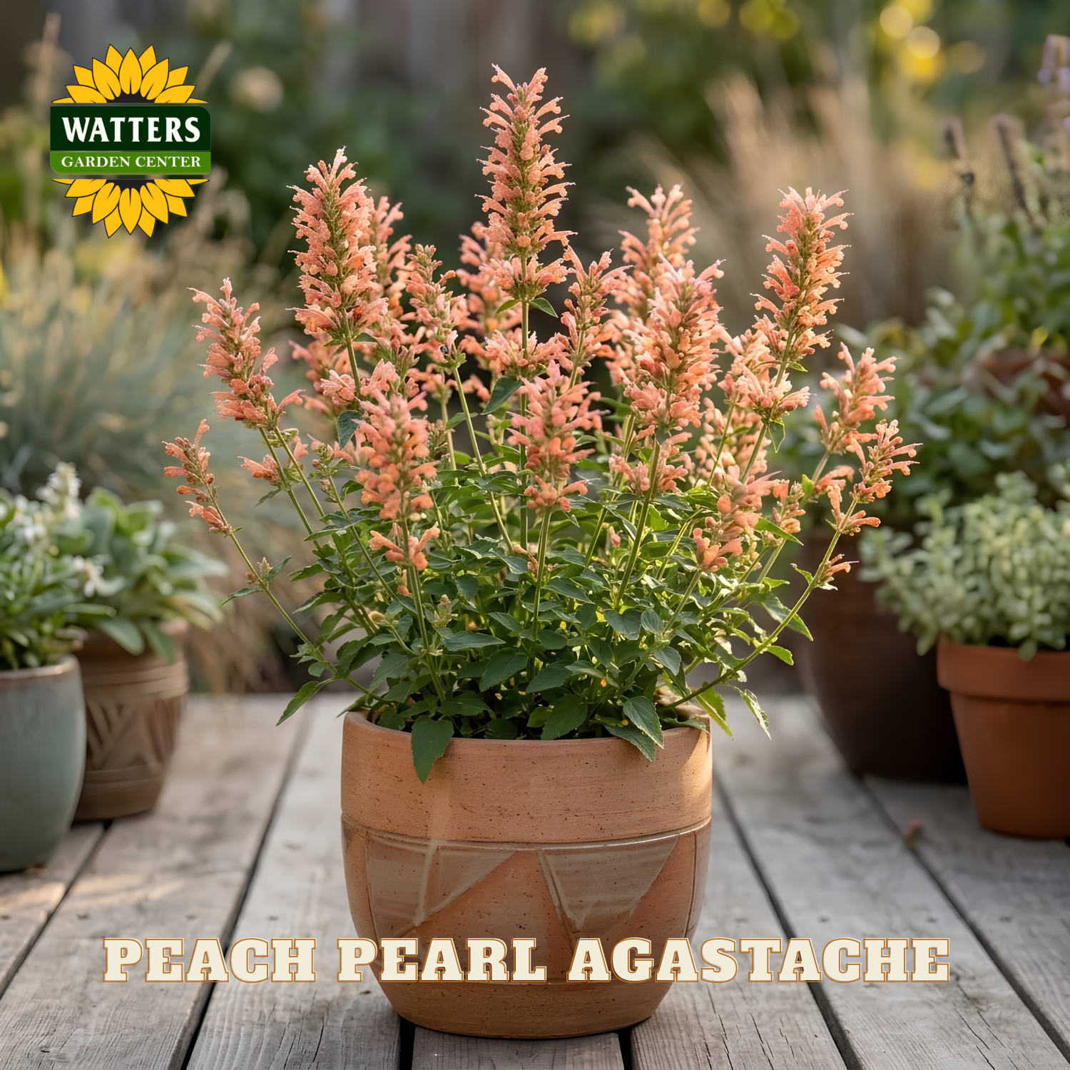Potted plant of Peach Pearl Agastache with Watters Garden Center branding on a wooden deck.