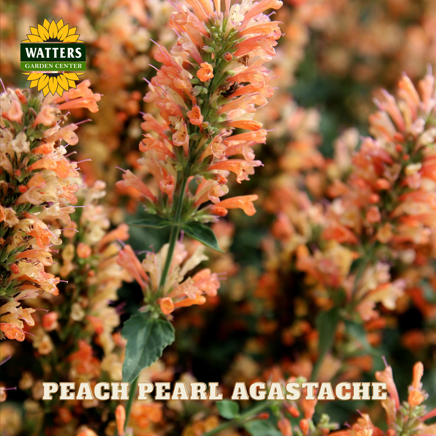Peach pearl agastache flowers with Watters Garden Center logo