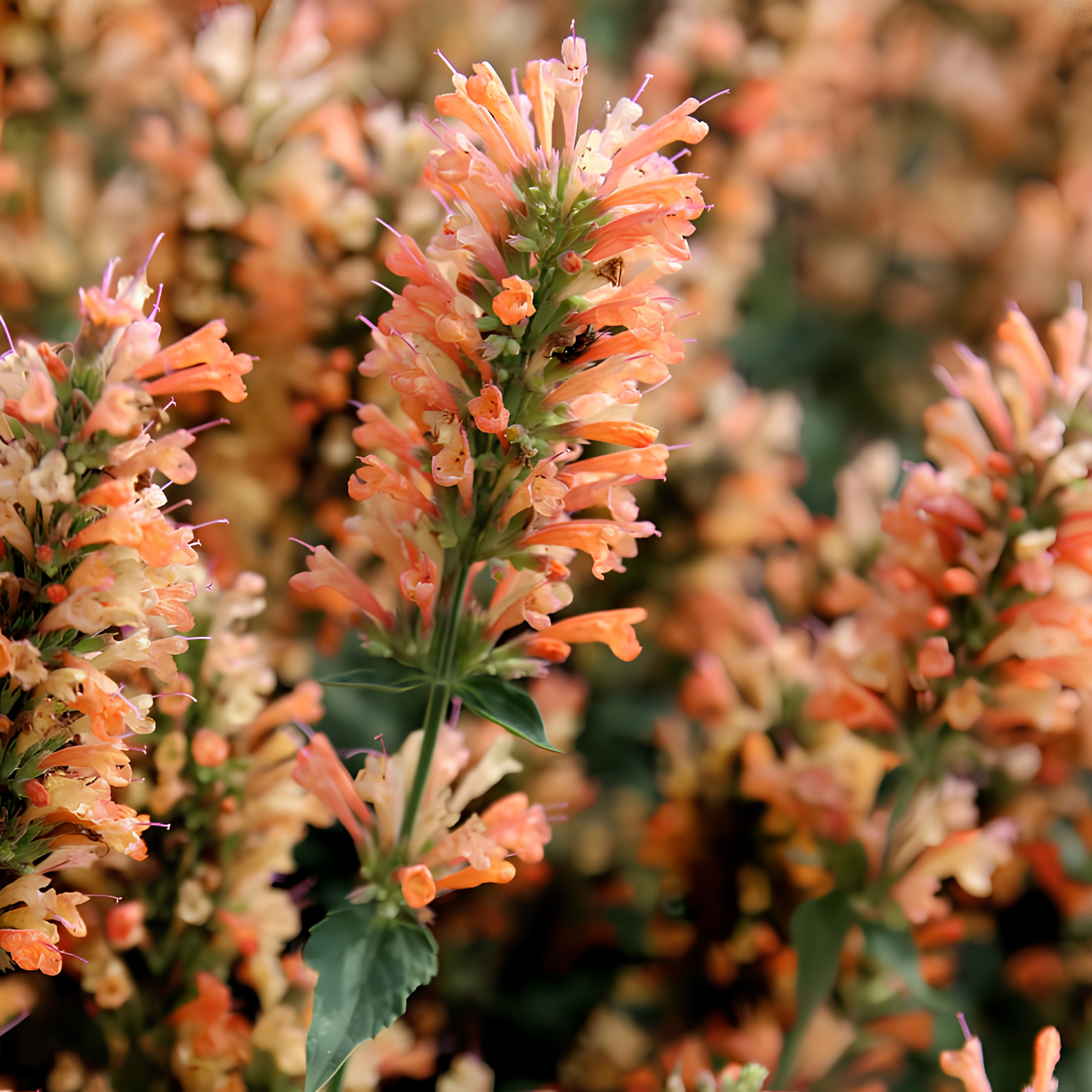 Close-up of orange flowers with a blurred background