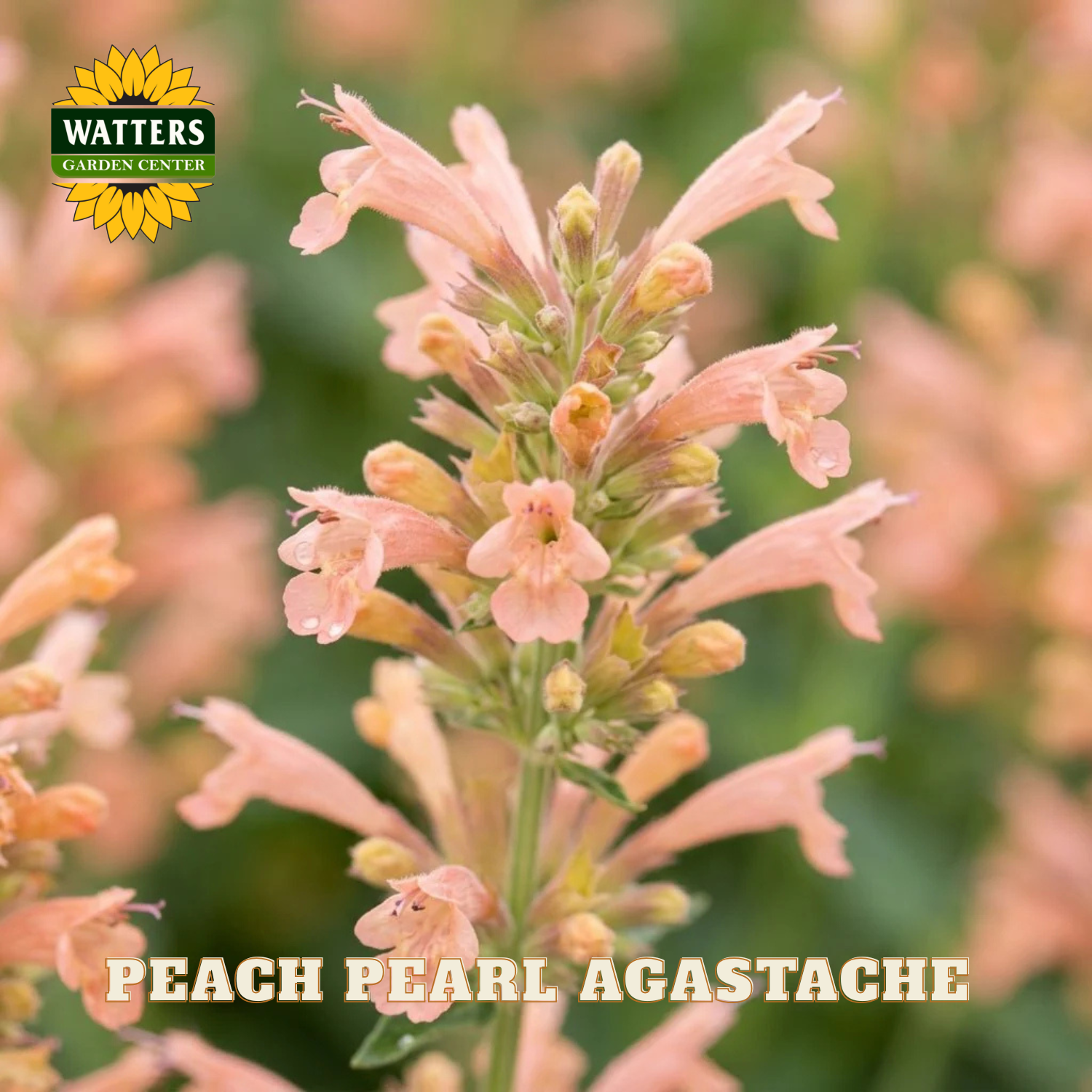 Peach pearl agastache flower with Watters Garden Center logo