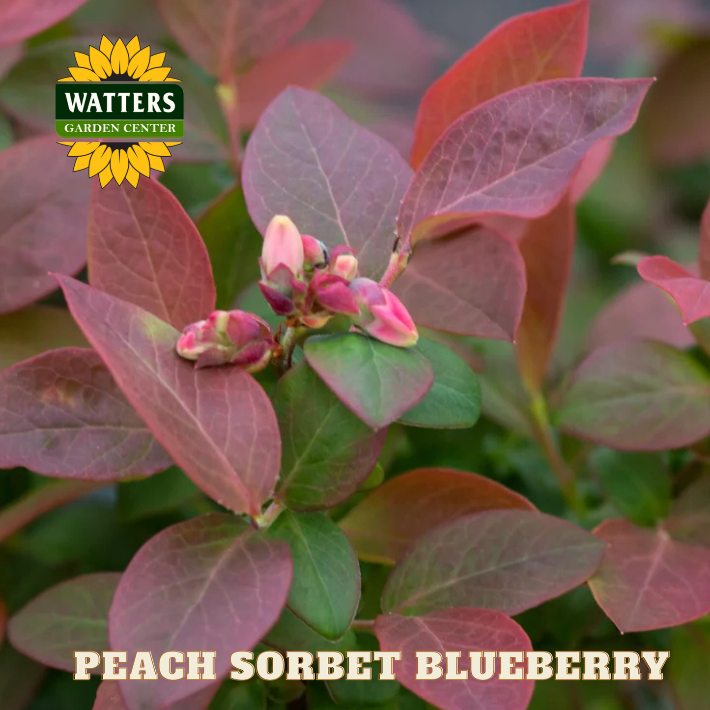 Peach Sorbet Blueberry - 1 gal