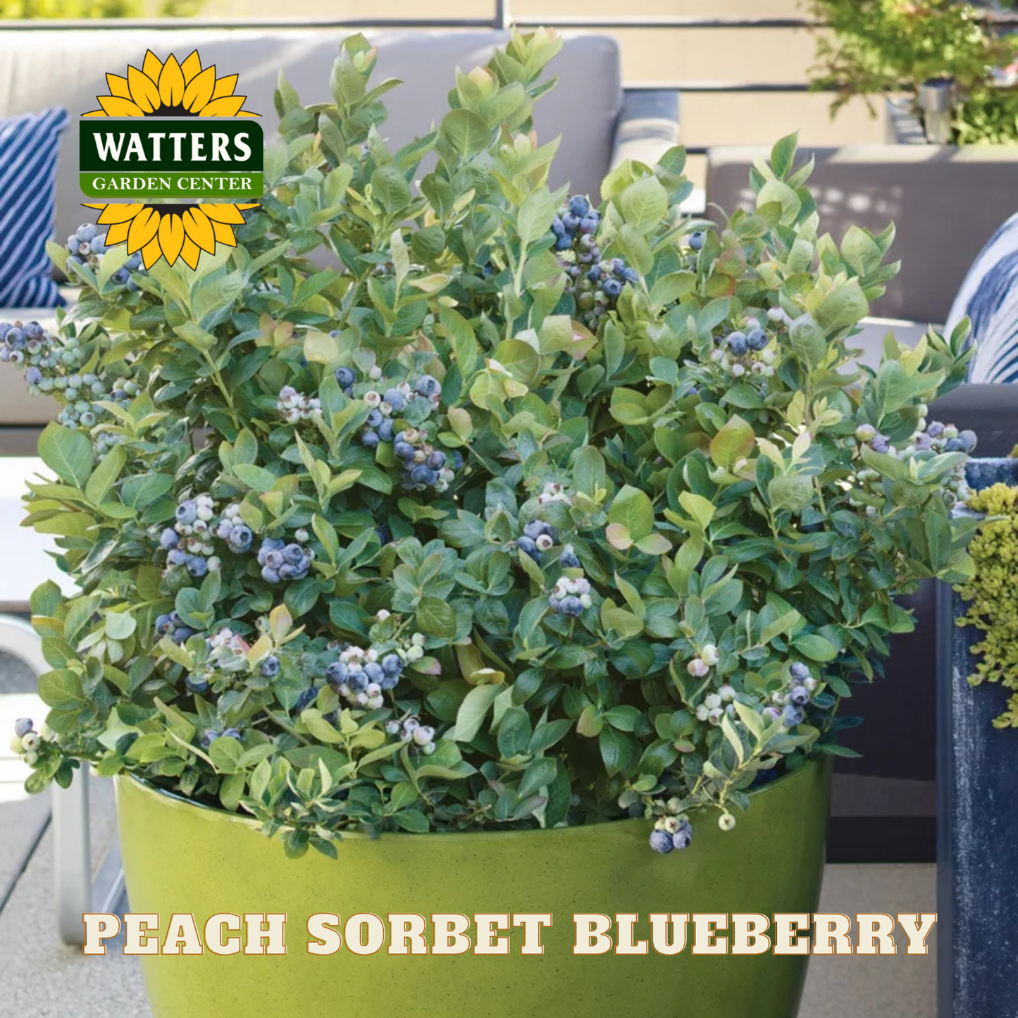 Peach Sorbet Blueberry - 1 gal