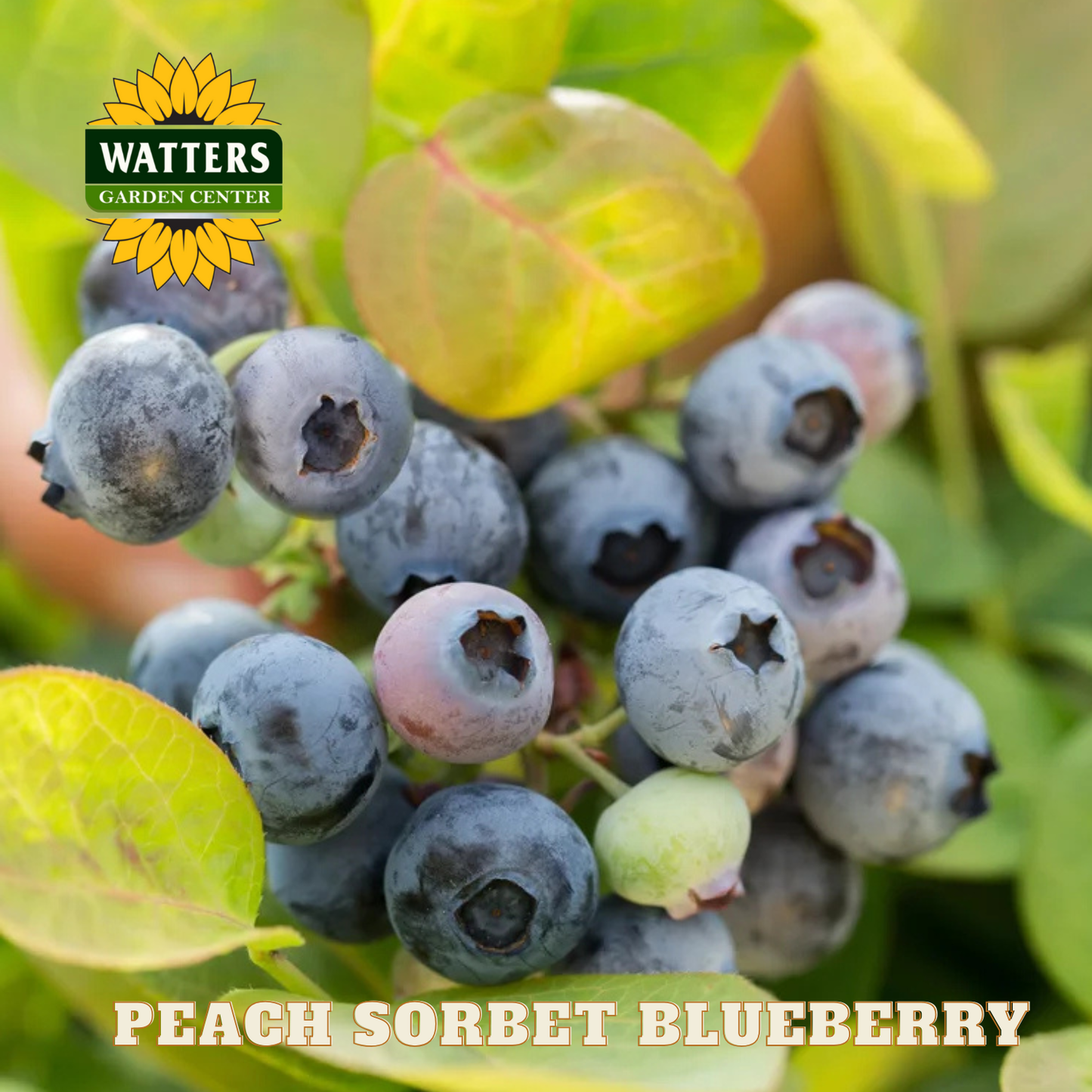 Peach Sorbet Blueberry - 1 gal