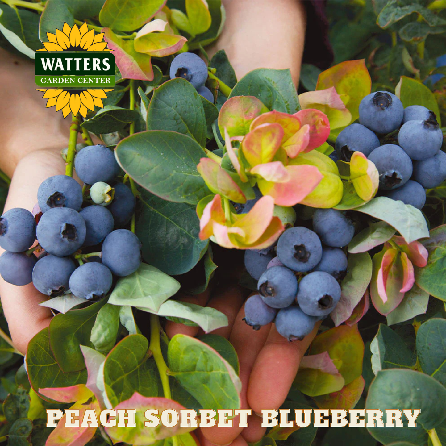 Peach Sorbet Blueberry - 1 gal