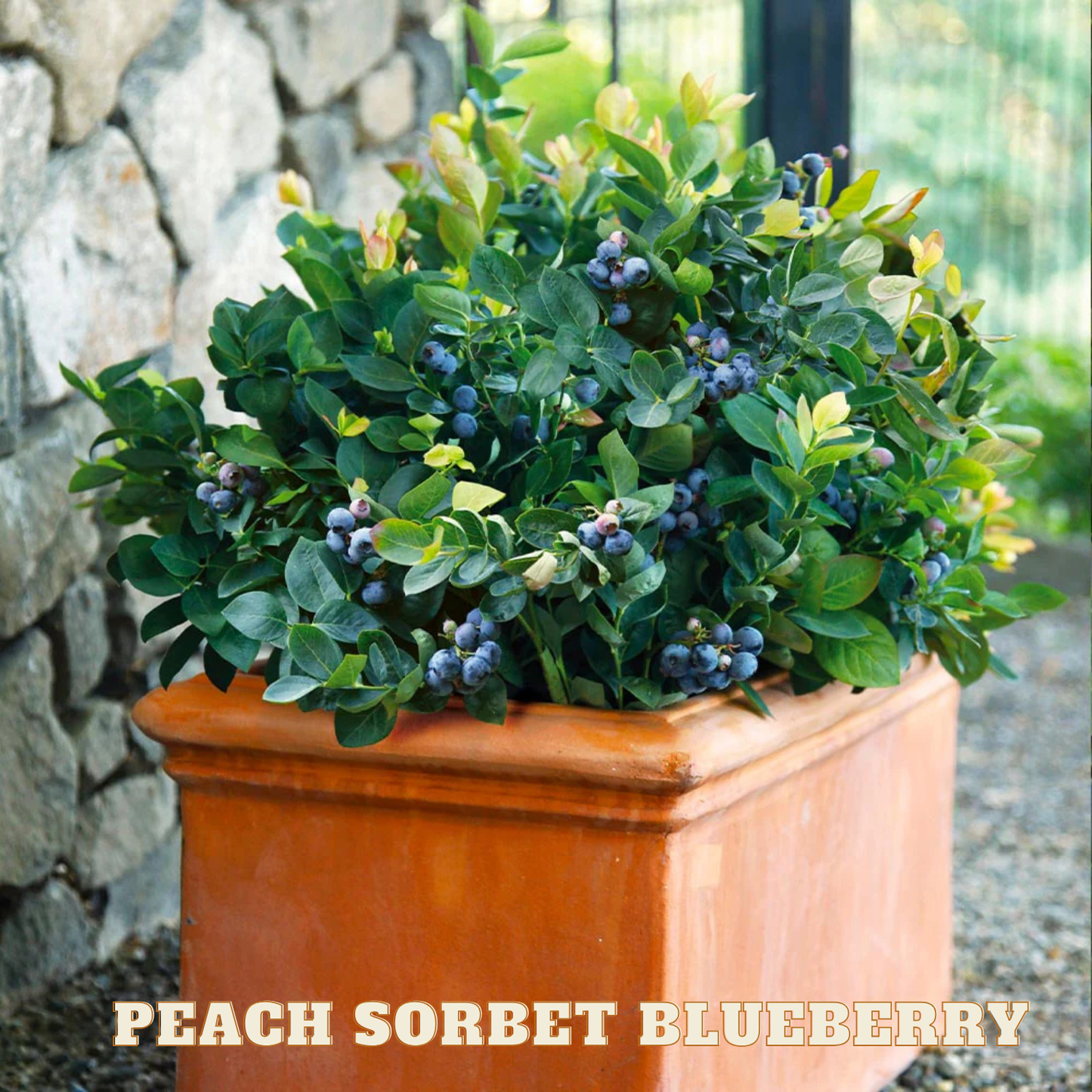 Peach Sorbet Blueberry - 1 gal