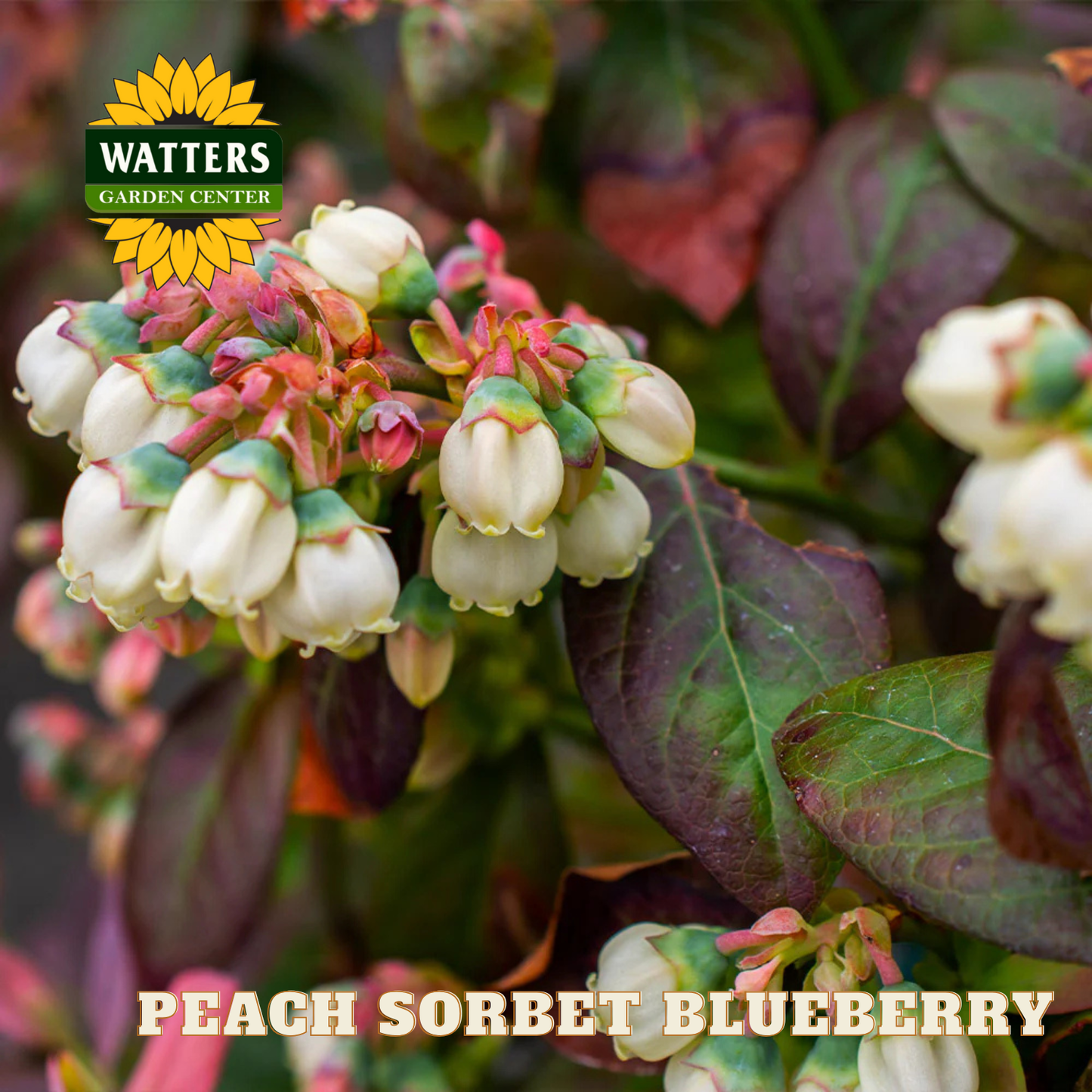 Peach Sorbet Blueberry - 1 gal