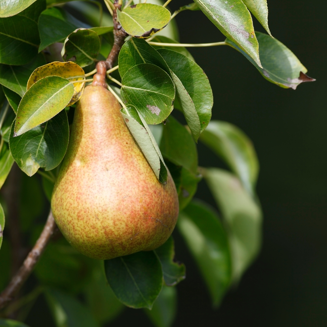 Bartlett– Landscape-Ready Fruit Tree