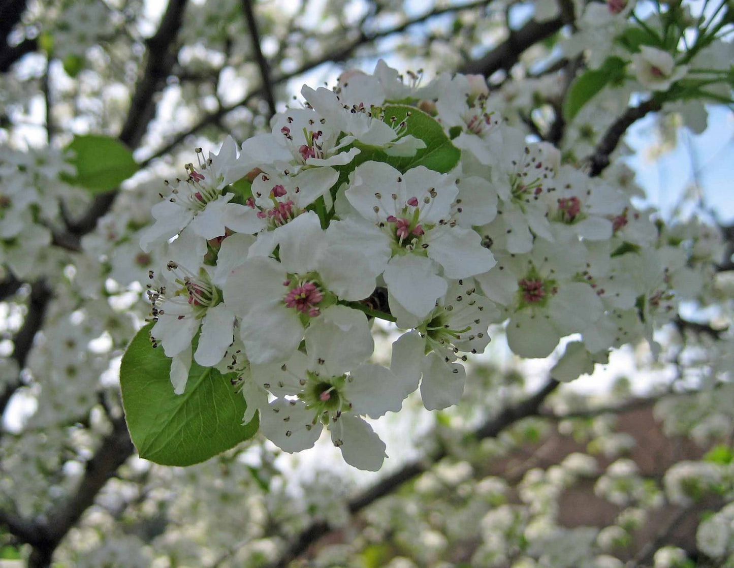 CHANTICLEER FLOWERING PEAR TREE 10gal