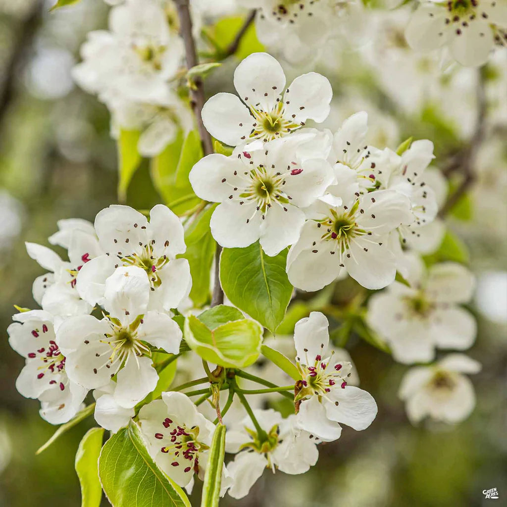 CHANTICLEER FLOWERING PEAR TREE 10gal