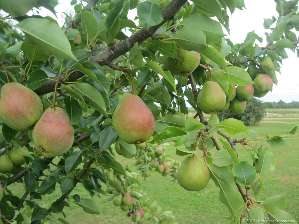 PEAR 4-N-1 COMBO - Landscape-Ready Fruit Tree