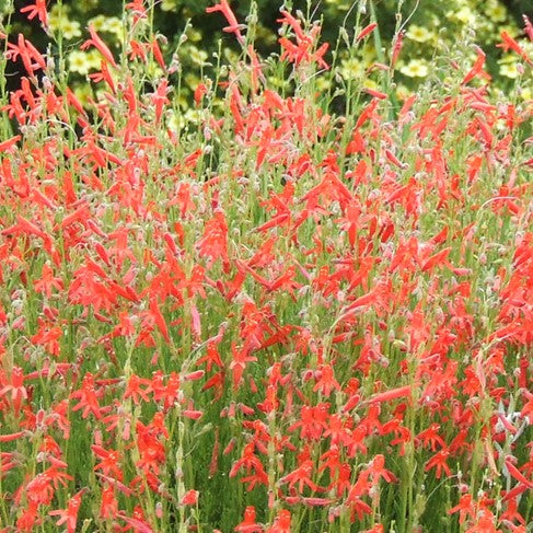 PINELEAF PENSTEMON 1gal