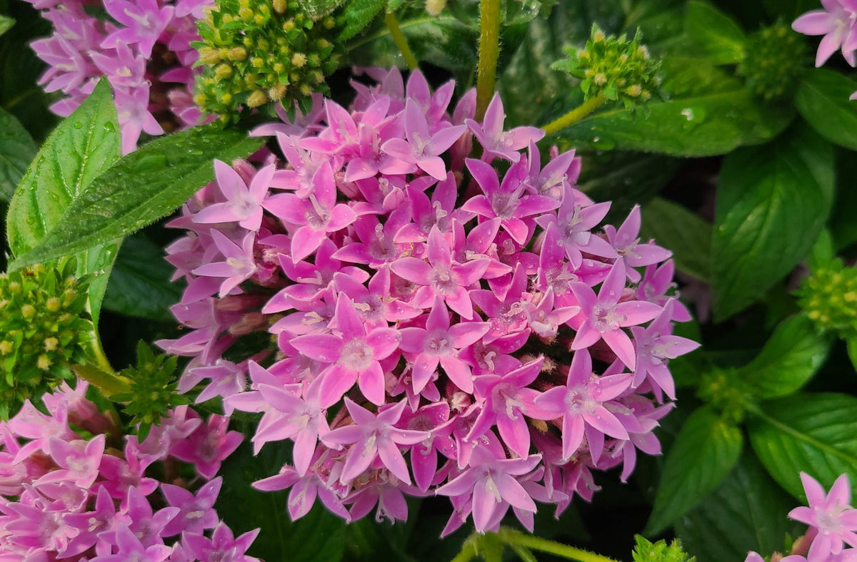 GRAFFITI PENTAS 1gal