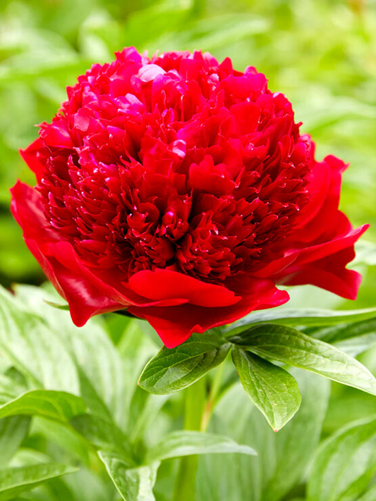 RED CHARM PEONY 3gal