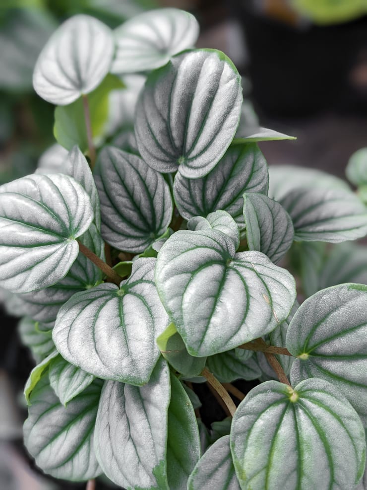 SILVER RIPPLE PEPEROMIA