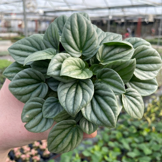 FROST PEPEROMIA 6 IN