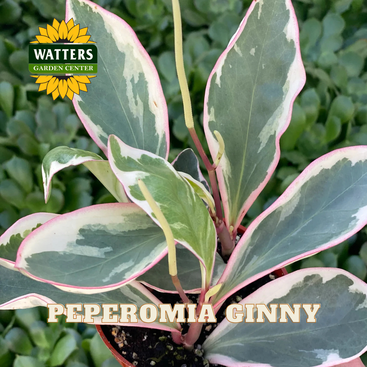 Peperomia Ginny plant with pink and green leaves, branded with Watters Garden Center.