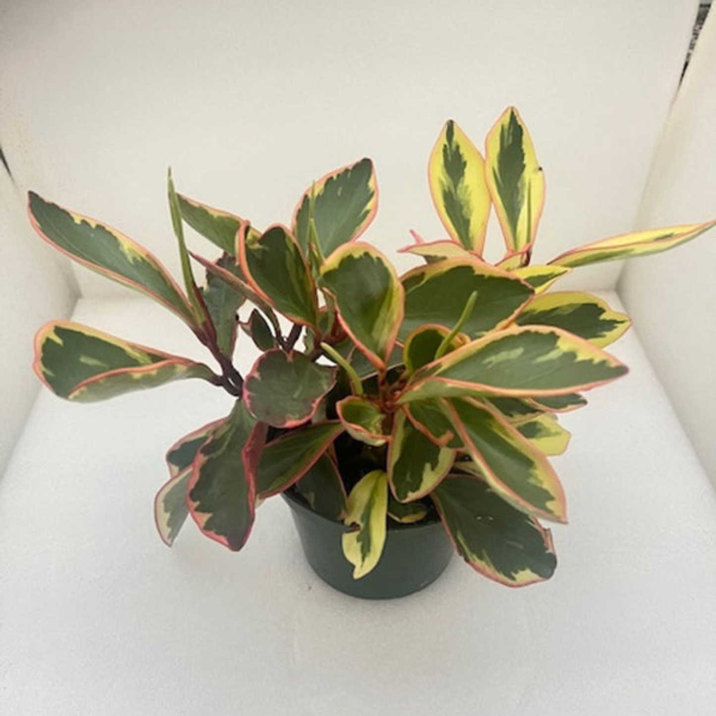 Potted plant with variegated leaves on a white surface
