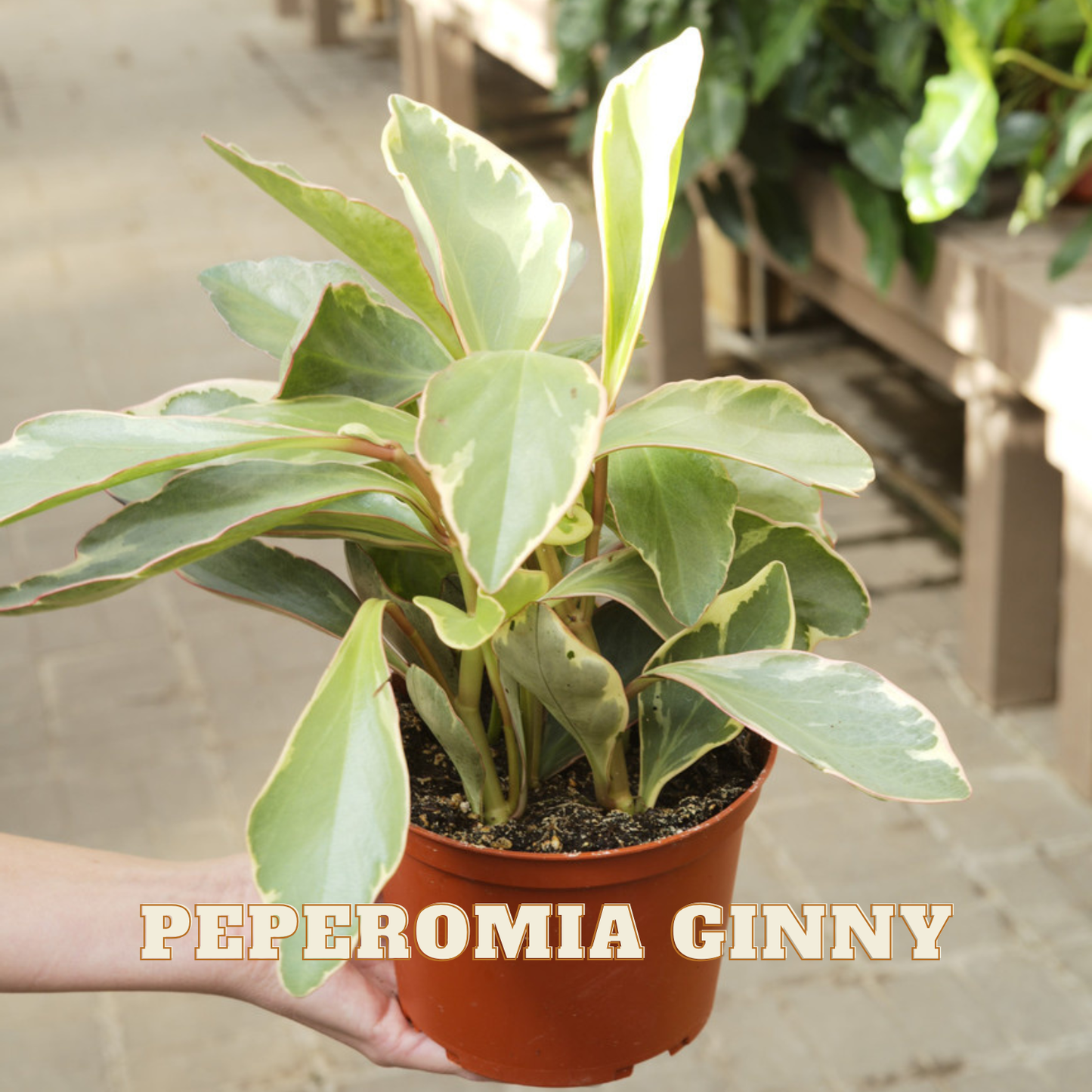 Potted Peperomia Ginny plant held by a person with a blurred indoor background
