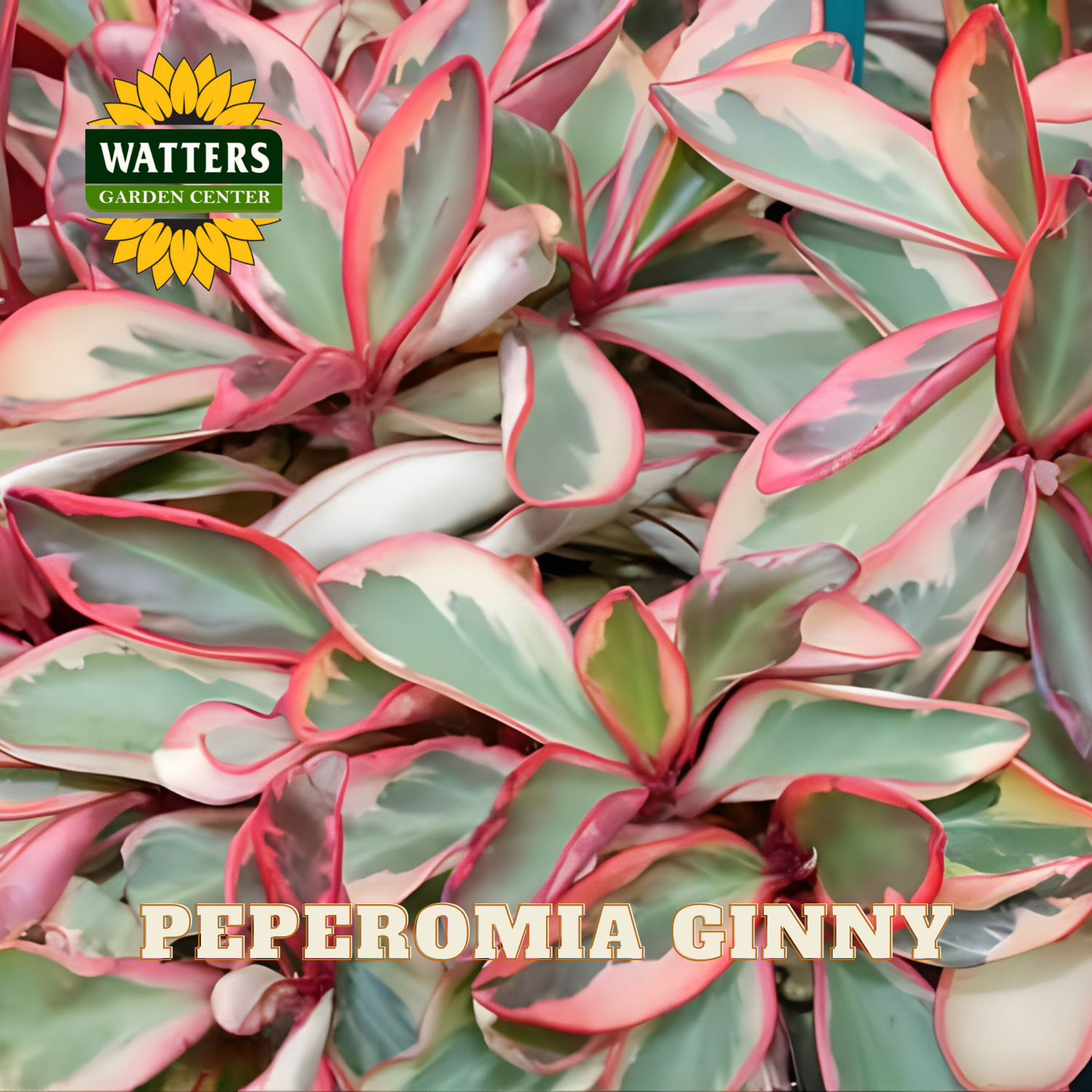 Close-up of Peperomia Ginny plant with Watters Garden Center logo.